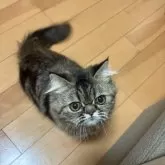 エキゾチックショートヘア【兵庫県・女の子・2025年5月2日・ブラウンタビー】の写真5