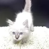 ミヌエット(長足)【兵庫県・男の子・2025年9月2日・シールリンクスポイント】の写真4