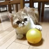 エキゾチックショートヘア【兵庫県・男の子・2025年5月2日・レッドタビー&ホワイト】の写真10「ボールと友達」