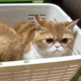 エキゾチックショートヘア【兵庫県・女の子・2025年6月18日・レッドタビー&ホワイト】の写真9