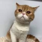 エキゾチックショートヘア【兵庫県・女の子・2025年6月18日・レッドタビー&ホワイト】の写真7