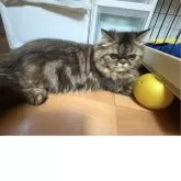 エキゾチックショートヘア【兵庫県・女の子・2025年5月2日・ブラウンタビー】の写真15