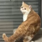 エキゾチックショートヘア【兵庫県・男の子・2025年5月2日・レッドタビー&ホワイト】の写真5