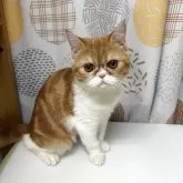 エキゾチックショートヘア【兵庫県・女の子・2025年6月18日・レッドタビー&ホワイト】の写真13