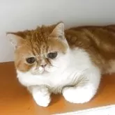 エキゾチックショートヘア【兵庫県・男の子・2025年5月2日・レッドタビー&ホワイト】の写真12「まる🙆」