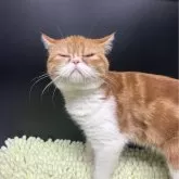 エキゾチックショートヘア【兵庫県・女の子・2025年6月18日・レッドタビー&ホワイト】の写真15