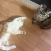 エキゾチックショートヘア【兵庫県・男の子・2025年5月2日・レッドタビー&ホワイト】の写真6