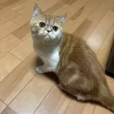 エキゾチックショートヘア【兵庫県・男の子・2025年5月2日・レッドタビー&ホワイト】の写真2