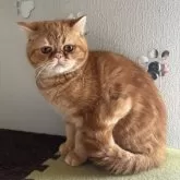 エキゾチックショートヘア【兵庫県・男の子・2025年6月18日・レッドタビー】の写真4