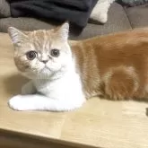 エキゾチックショートヘア【兵庫県・男の子・2025年5月2日・レッドタビー&ホワイト】の写真9