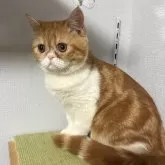 エキゾチックショートヘア【兵庫県・女の子・2025年6月18日・レッドタビー&ホワイト】の写真8