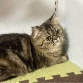 エキゾチックショートヘア【兵庫県・女の子・2025年5月2日・ブラウンタビー】の写真7