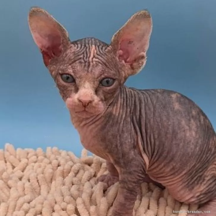 バンビーノ【兵庫県・女の子・2025年10月8日・ブラック&amp;ホワイト】の写真1「元気な甘えた女の子」