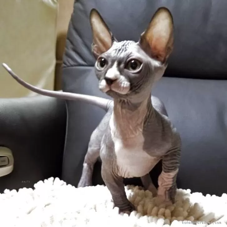 ID：2508-00019の子猫