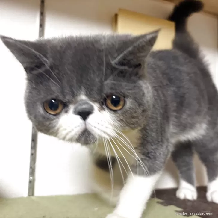 ID:2503-00623の子猫