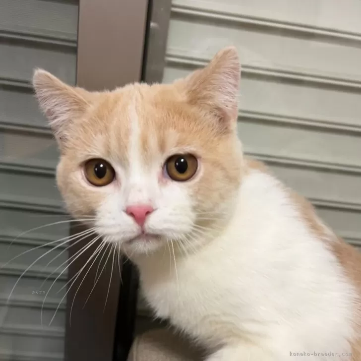 ID:2409-01668の子猫
