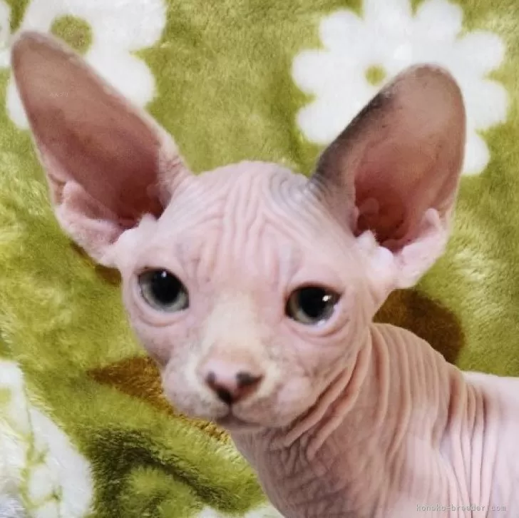 ID:2503-01262の子猫