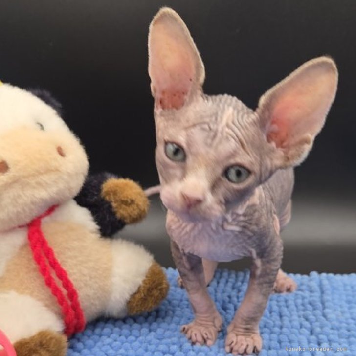 ブリーダー画像