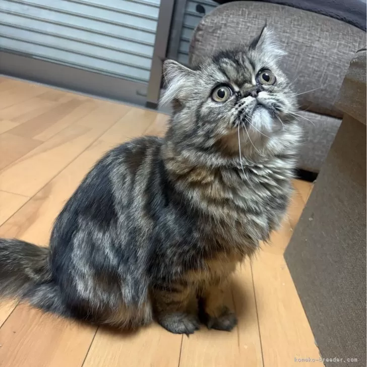 エキゾチックショートヘア【兵庫県・女の子・2025年5月2日・ブラウンタビー】の写真1「人懐っこくふっさふさで可愛いです😸抱っこ大好き💕ぜひ見に来て下さい🙇🏻‍♂️」