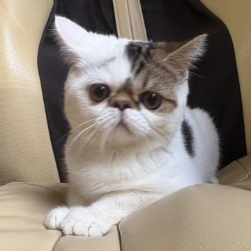 エキゾチックショートヘア【兵庫県・男の子・2025年6月18日・ブラウンタビー&ホワイト】の写真「人懐っこく可愛いですよ💕」