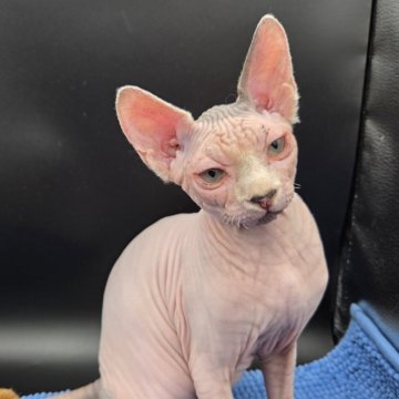 スフィンクス【兵庫県・男の子・2025年7月4日・無毛（ホワイト　ポイント）】の写真「ホワイトの男の子。
甘えたです。」