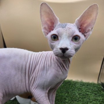 スフィンクス【兵庫県・男の子・2025年7月4日・無毛（ホワイト　ポイント）】の写真「ホワイトの男の子。
あまえたさん。」