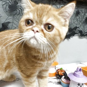 エキゾチックショートヘア【兵庫県・男の子・2025年6月18日・レッドタビー】の写真「綺麗な模様の可愛い子」