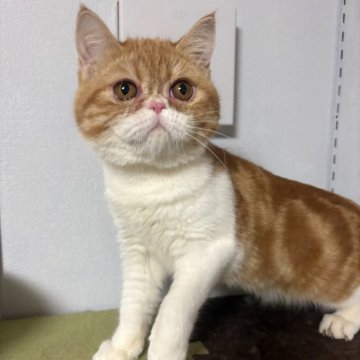 エキゾチックショートヘア【兵庫県・女の子・2025年6月18日・レッドタビー&ホワイト】の写真「人懐っこい可愛い子💕」