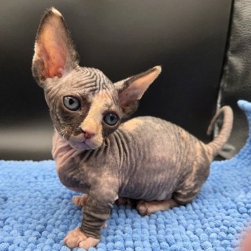 バンビーノ【兵庫県・女の子・2025年10月8日・ブラック&ホワイト】の写真「ちっちゃいヨチヨチ歩きの可愛い女の子」