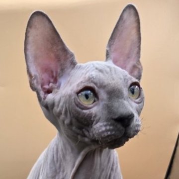 スフィンクス【兵庫県・男の子・2025年7月4日・無毛】の写真「ブルーの男の子。
今はいたずら坊主です。」