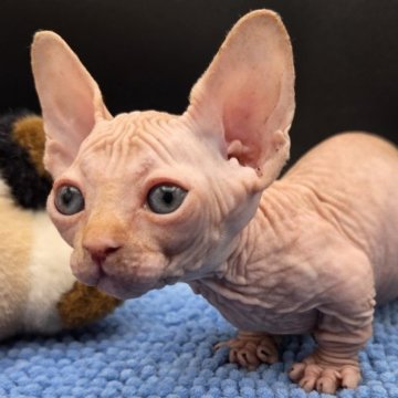 バンビーノ【兵庫県・男の子・2025年10月8日・ホワイト】の写真「ちっちゃなおっとり男の子の子　甘えたチャン」