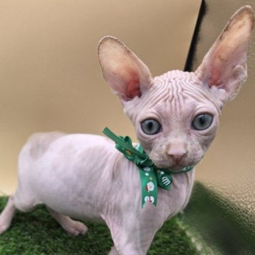 バンビーノ【兵庫県・男の子・2025年10月8日・クリーム ポイント】の写真「男の子の子　運動神経バツグン、気遣いバツグン。」