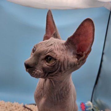 スフィンクス【兵庫県・男の子・2025年7月4日・無毛】の写真「いっぺん見てみてええ子やで。価値あるよ。ほんま」