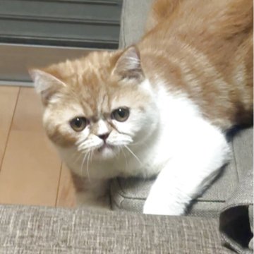 エキゾチックショートヘア【兵庫県・男の子・2025年5月2日・レッドタビー&ホワイト】の写真「この目つきにやられて下さい」