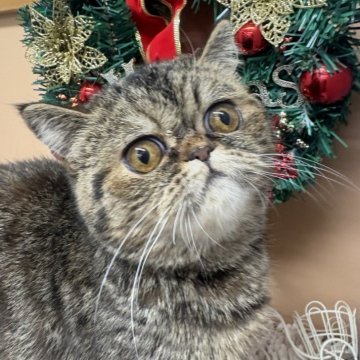 エキゾチックショートヘア【兵庫県・女の子・2025年5月2日・ブラウンタビー】の写真「ちっさな可愛い子」