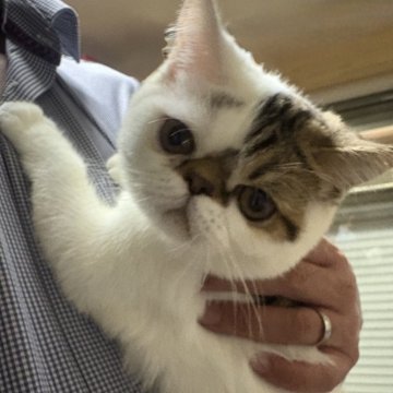 エキゾチックショートヘア【兵庫県・男の子・2025年6月18日・ブラウンタビー&ホワイト】の写真「人懐っこく可愛いですよ💕」