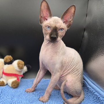 スフィンクス【兵庫県・女の子・2025年7月4日・無毛（ブラウン）】の写真「クリスマスは楽しくね。」