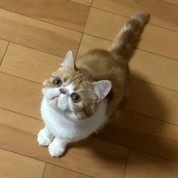 エキゾチックショートヘア【兵庫県・男の子・2025年2月5日・レッドタビー&ホワイト】の写真「エキゾ顔の可愛い子」