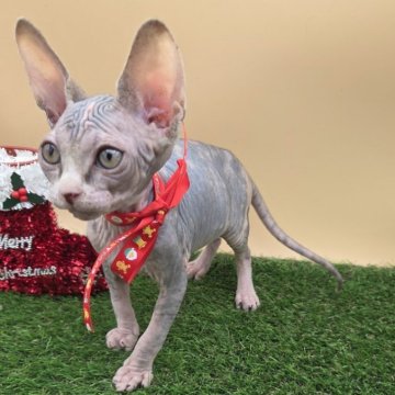 バンビーノ【兵庫県・女の子・2025年10月8日・ブラック&ホワイト】の写真「大きくもりもり、元気な優しい女の子」