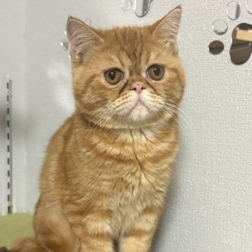 エキゾチックショートヘア【兵庫県・男の子・2025年6月18日・レッドタビー】の写真「綺麗な模様の可愛い子」