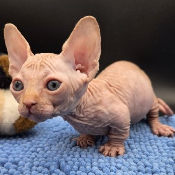 バンビーノ【兵庫県・男の子・2025年10月8日・ホワイト】の写真「ちっちゃなおっとり男の子の子　甘えたチャン」