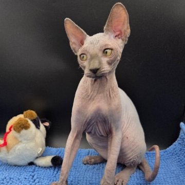 スフィンクス【兵庫県・男の子・2025年7月4日・無毛】の写真「あまえたで良いお顔、いいこですよ。」