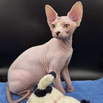 スフィンクス【兵庫県・男の子・2025年7月4日・無毛（ホワイト　ポイント）】の写真「甘えた一番、可愛がってください。」