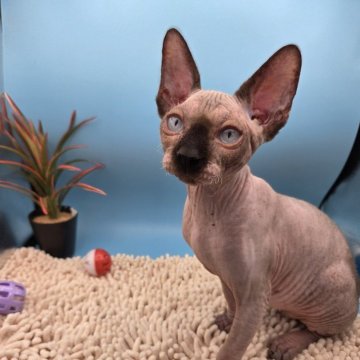 スフィンクス【兵庫県・女の子・2025年7月4日・無毛（ブラウン）】の写真「クリスマスは楽しくね。」