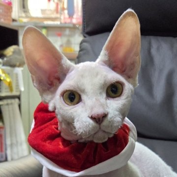 ドウェルフ【兵庫県・男の子・2025年6月26日・ホワイト（ホワイト）】の写真「性格は天下一品、メリークリスマス　あまえたさん」