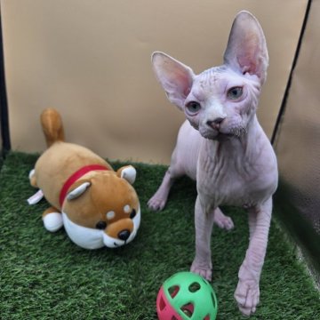 スフィンクス【兵庫県・男の子・2025年7月4日・無毛（ホワイト　ポイント）】の写真「ホワイトの男の子。
甘えたです。」