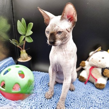 スフィンクス【兵庫県・女の子・2025年7月4日・無毛（ブラウン）】の写真「ブラウの女の子。
落ち着いた性格です」