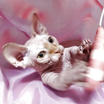 バンビーノ【兵庫県・男の子・2025年3月3日・ホワイト（ホワイト）】の写真「可愛さ満点　超短足
性格も穏やかいいよ」