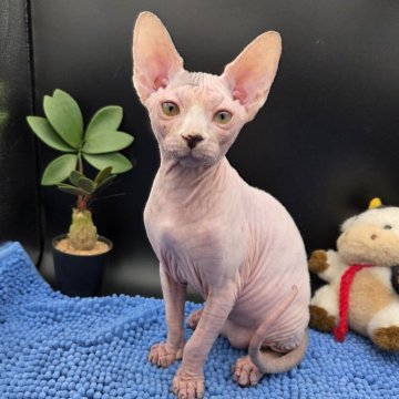 スフィンクス【兵庫県・男の子・2025年7月4日・無毛（ホワイト　ポイント）】の写真「ホワイトの男の子。
さみしがり屋さん。」