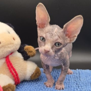 バンビーノ【兵庫県・女の子・2025年10月8日・ブラック&ホワイト】の写真「大きくもりもり、元気な女の子」